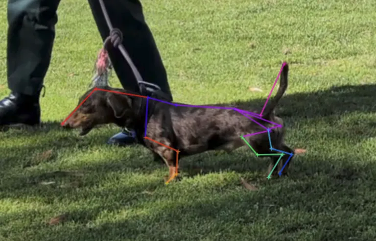 Labelled keypoints on Dachshund gait
